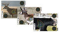 VisiColor® Real Life Targets VisiColor® Real Life Targets